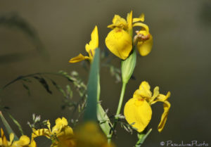 iris-des-marais-iris-pseudacorus-yellow-iris-3